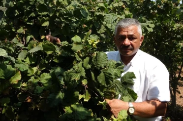 Fındık fiyatlarında son durum