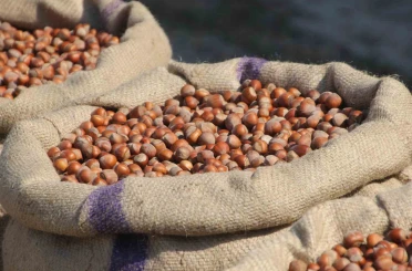 Fındık üreticilerinden Ferrero’ya "manipülasyon" tepkisi: "Amaç üreticiyi panikletip ucuza fındık almak" 