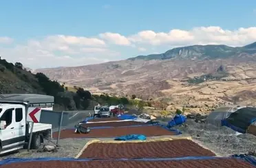 Fındık üreticilerinin güneş arayışı
