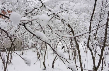Fındıkta don endişesine bilimsel açıklama: "Şu an risk yok, fayda var" 