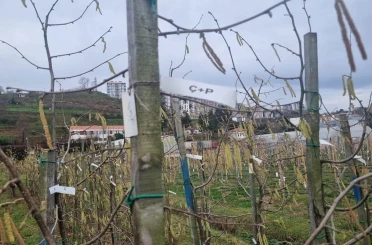 Fındıkta kozalak akarı verim kaybına yol açıyor 