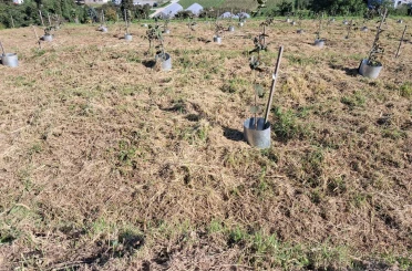 Fındıkta rekolte ve randıman artıracak çalışma 