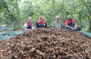 Fındıkta verim ve kalite artıyor 