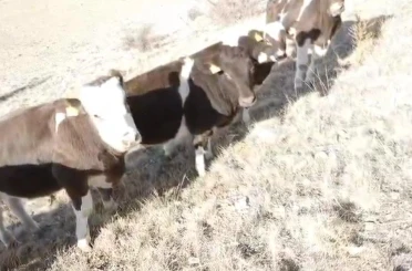 Firar eden inekleri jandarma ekipleri buldu 