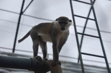 Firari maymun ikinci kez yakalanarak koruma altına alındı
