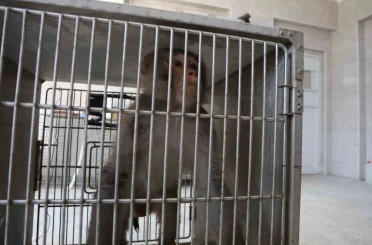 Firari maymun, ortalığı birbirine kattığı konteyner kentte kendisine ekmek vermek isteyen kadını yaraladı 
