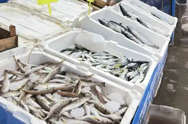 Fırtına balık tezgahlarını hareketlendirdi: Karaburun’da palamut bolluğu
