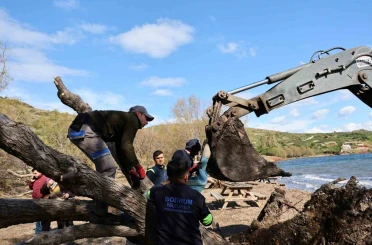 Fırtınada devrilen Ilgın ağaçları yeniden toprakla buluşuyor 