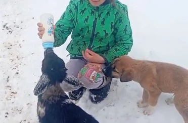 Fırtınada kaybolan kuzu 3 gün sonra sağ bulundu 