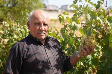Fıstık şehrine kurduğu üzüm bağı üreticilere örnek oldu 