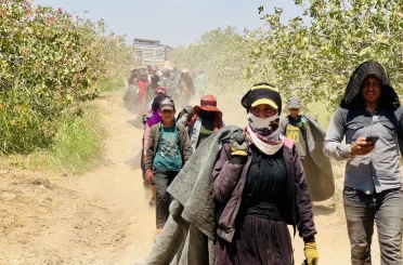 Fiyatı yüzde 500 artan fıstığın üreticisinden baklavacılara çağrı 