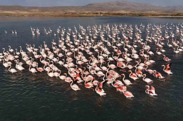 Flamingolar, Erçek Gölü’ndeki konaklama süresini uzattı 