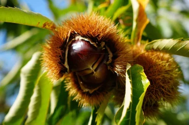Gal arısı ve hastalıklara dayanıklı kestanelerde hasat zamanı 