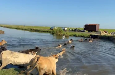Gala Gölü’nde yükselen sular hayvanlarda göçü başlattı 