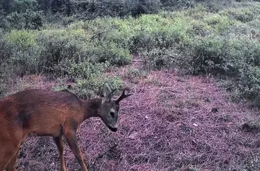 Ganos Dağları’nda karacalar fotokapana yakalandı
