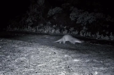 Ganos Dağları’nda nadir görüntü: Ormanda yürüyen su samuru kamerada 
