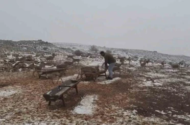 ‘Gazella gazella’ dağ ceylanlarının kar keyfi 