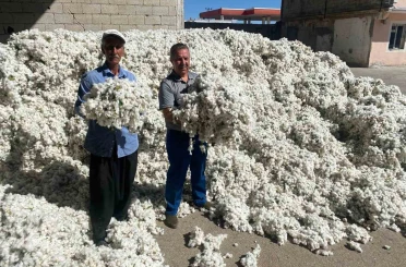 Gaziantep’in Araban ilçesinde pamuk hasadı başladı 