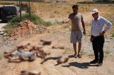 Gaziantep’te yol kenarına bırakılan at kafatası ve kemikleri hayrete düşürdü 