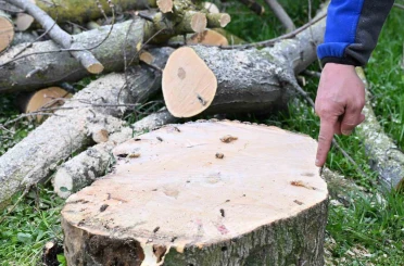 Gaziosmanpaşa’da teke böceği ile mücadele kapsamında yeşil dönüşüm 
