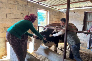 Gazipaşa’da hayvan sağlığı için sahada yoğun mesai 