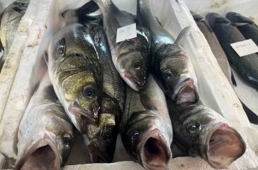Gece avlanan balıklar, sabah mezatta alıcıyla buluşuyor 