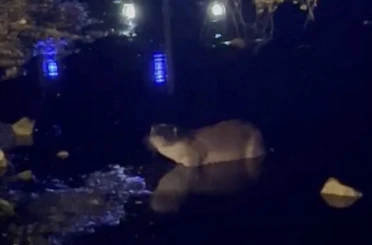 Gece saatlerinde göl kıyısında su samuru görüntülendi 