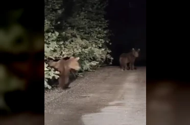 Gece yarısı ayılarla karşılaşan vatandaşlar panik yaşadı: O anlar kamerada 