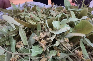 Geçen sene altınla yarışıyordu, bu yıl fiyatı düştü 