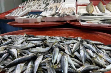 Geciken kış Konya’da balığı da vurdu 