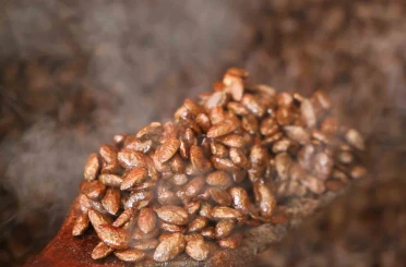 Gelenekten yeniliğe: Türk kahveli badem şekeri 