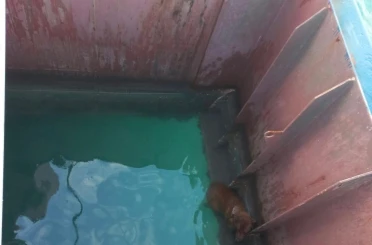 Gemiden denize düşen köpeği itfaiye kurtardı 