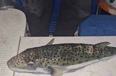 Gemlik Körfezi’nde benekli balon balığı şoku 