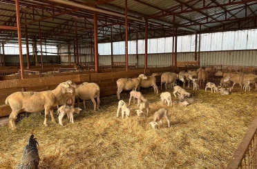 Genç girişimciye yüzde 100 hibe desteğiyle hayvancılık projesi 