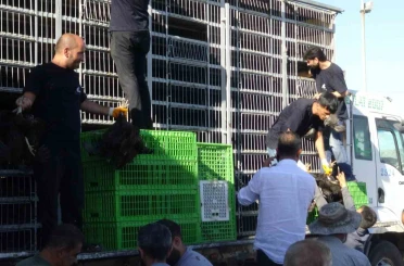 Gercüş’te 107 üreticiye yüzde 75 hibeli tavuk ve yem dağıtıldı 