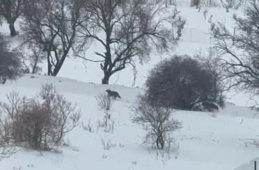 Gercüş’te aç kalan kurtlar, şehir merkezine indi 