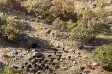 Gercüş’te domuz sürüleri görüntülendi 