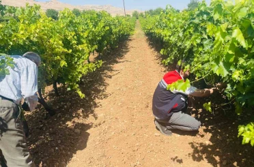 Gercüş’te tarım ekiplerinden bağ küllemesine karşı yerinde inceleme 