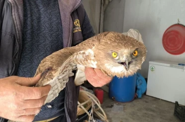 Gercüş’te yaralı kızıl şahine şefkat eli 