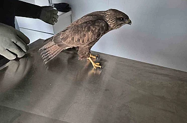 Germencik Belediyesi yaralı şahini tedavi etti 