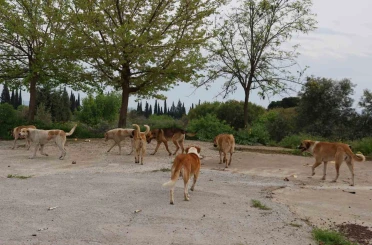 Germencik Belediyesi’nden sahipsiz sokak hayvanlarıyla ilgili açıklama 