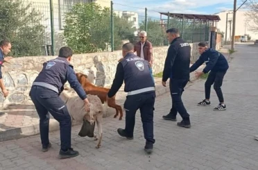 Germencik’te başıboş keçiler toplandı 