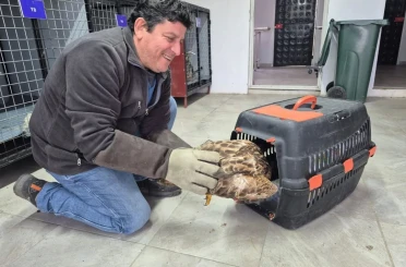 Germencik’te belediyenin ihbar hattı yaban hayvanlarına da umut oluyor 