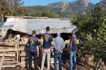 Germencik’te çalınan hayvanlar bulunarak sahibine teslim edildi