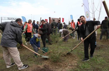 Gerze’de şehit orman görevlileri anısına fidan dikildi 