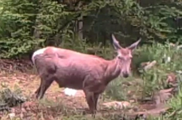 Geyiğin su keyfi fotokapanla görüntülendi 