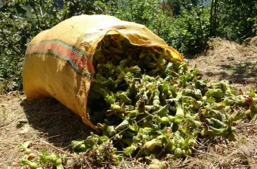 Giresun’da 2026 fındık hasadı işçi ücretleri ve patoz tarifesi açıklandı 