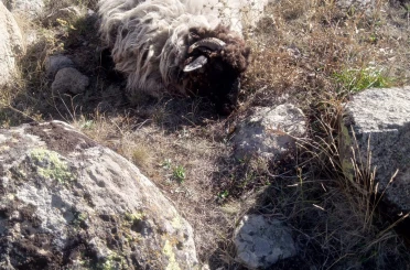 Giresun’da ayı ve kurtlar köyün koyunlarına saldırdı: 5 koyun telef, 18’i kayıp 