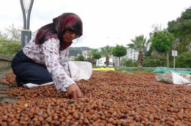 Giresun’da fındık fiyatı 250 TL’ye geriledi, üretici umudunu yeni yıla bıraktı 