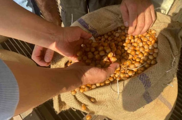 Giresun’da fındık fiyatını randıman belirliyor 